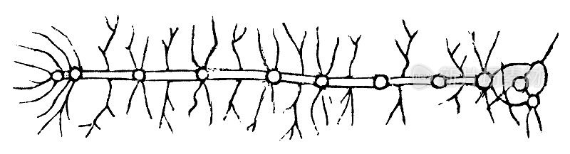 毛毛虫神经系统的生物学图解- 19世纪